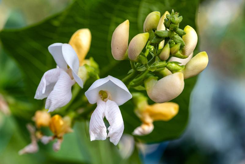 Green bean blossoms are pretty enough to use in borders for edible landscaping. EMILIA PHOTO/ADOBE STOCK